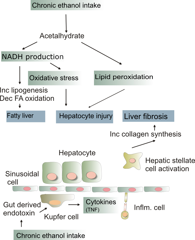 Pathogenesis of alcoholic liver disease. Inc: increase, Dec: decrease, FA: fatty acid, Infl: inflammatory, TNF: tumor necrosis factor alpha. A vector
